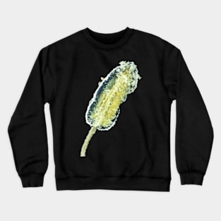 Hot pepper flower stamen with pollen under the microscope Crewneck Sweatshirt